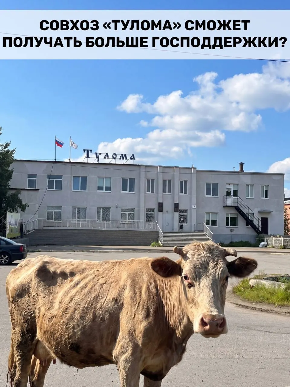 Минсельхоз расширил критерии выплаты субсидий для предприятий молочного животноводства — помощь теперь доступна и хозяйствам с долей государства или муниципалитета более 25%. Для Мурманской области это важно, но локальные проблемы в совхозе «Тулома» ставят под вопрос своевременность поддержки.