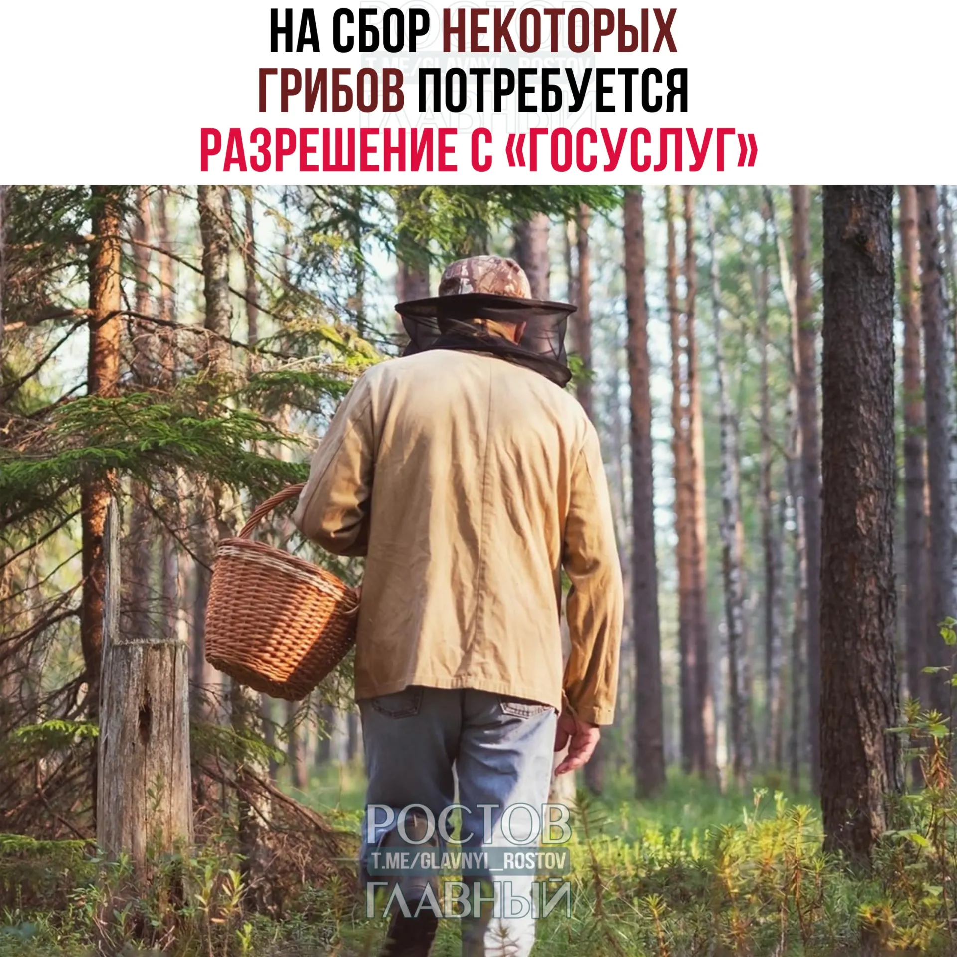 С 1 сентября 2027 года для сбора некоторых редких грибов потребуется разрешение через портал Госуслуги; заявки будут рассматривать до 15 дней, за собирание краснокнижных грибов без разрешения предусмотрена уголовная ответственность.