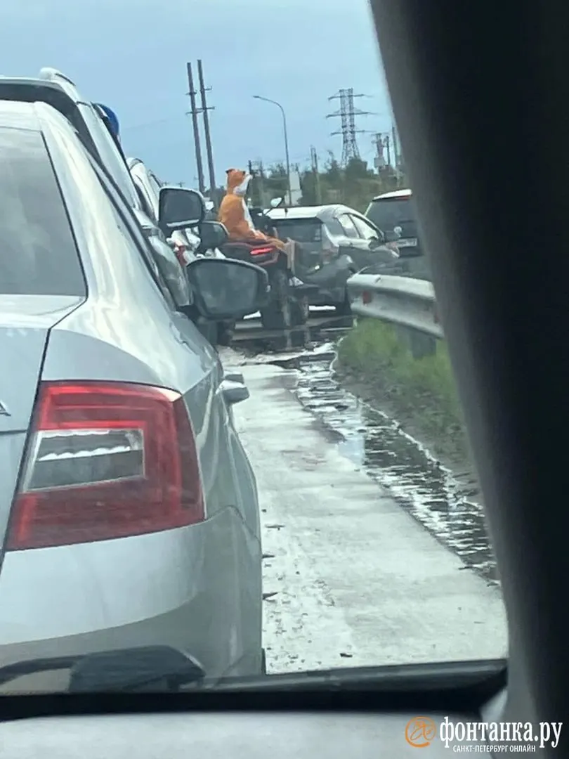 В Петербурге и Ленинградской области встречаются АЗС с очередями и без очередей. Разбор ситуации по районам.