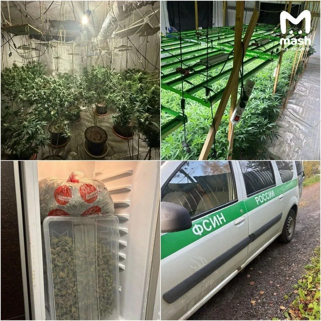 Задержаны четверо подозреваемых: на одной из точек найдена плантация примерно 200 кустов марихуаны, изъято около 5 кг готового наркотика.