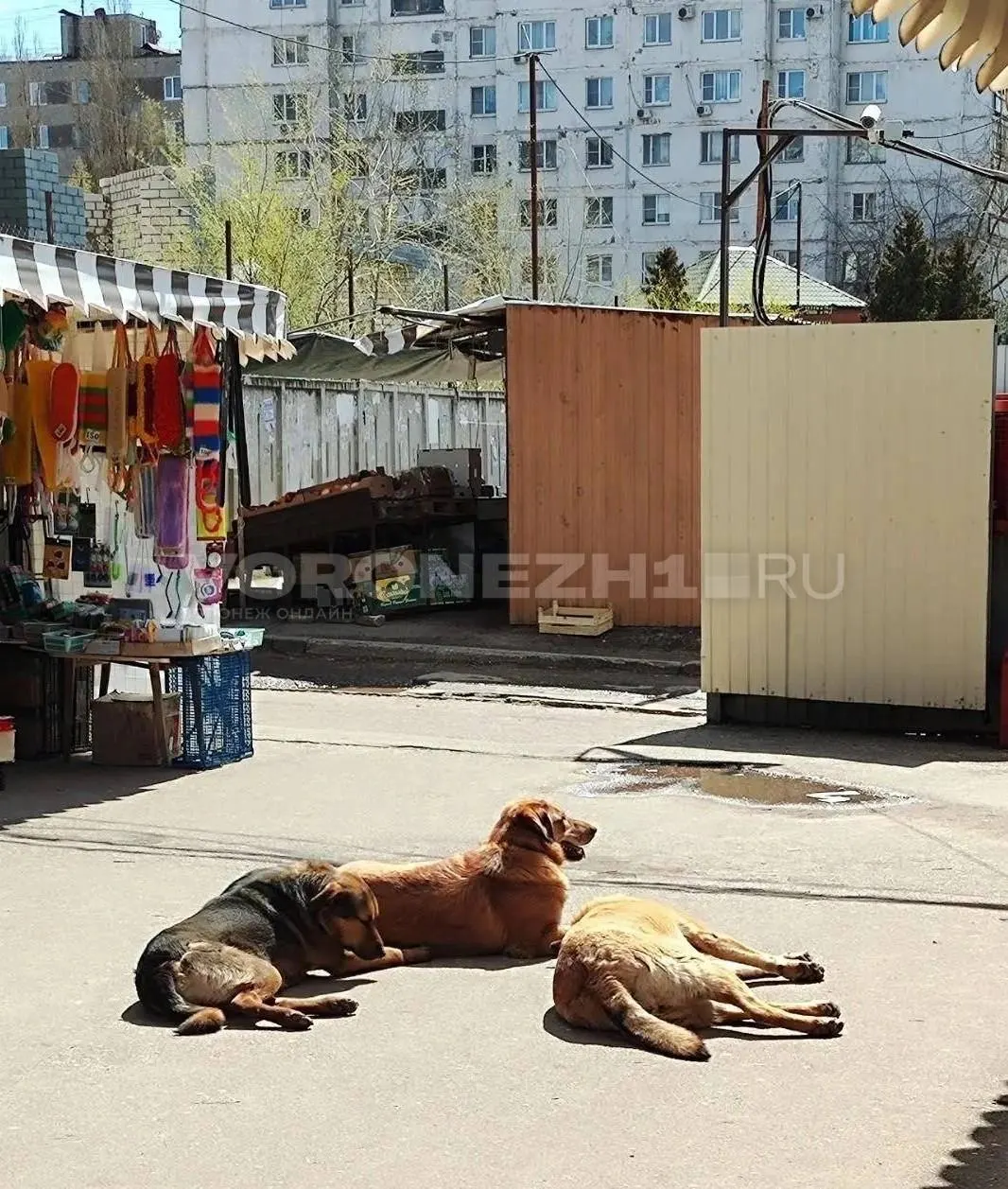 По факту халатности возбуждено уголовное дело — расследование запрошено лично Александром Бастрыкиным.