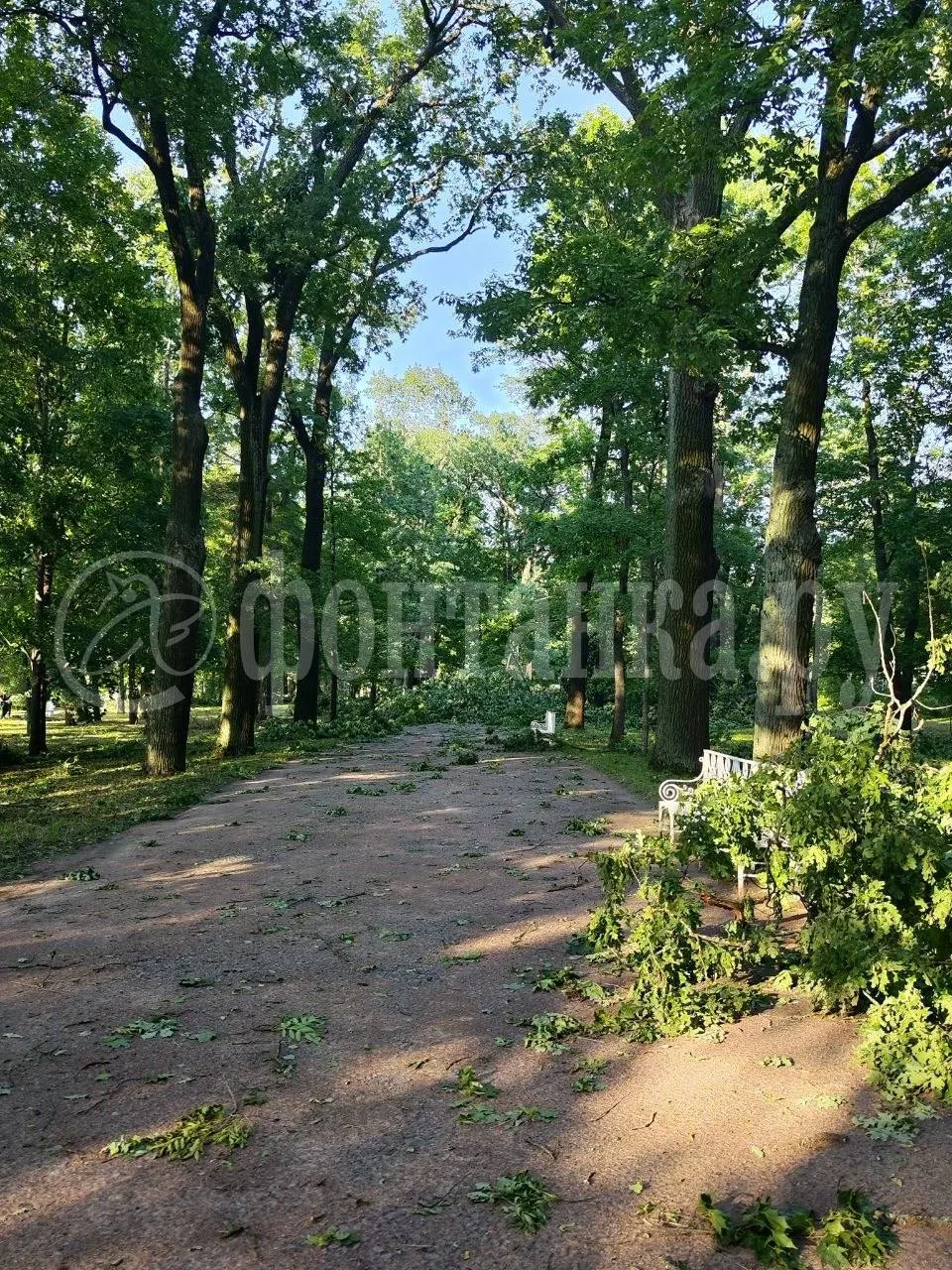Сильный ветер повалил сотни деревьев в пригородах Петербурга и районах Ленобласти. Павловский парк закрывают на уборку после разрушений, в Пушкине Екатерининский парк продолжает работать; региональные службы восстанавливают дороги и электроснабжение.
