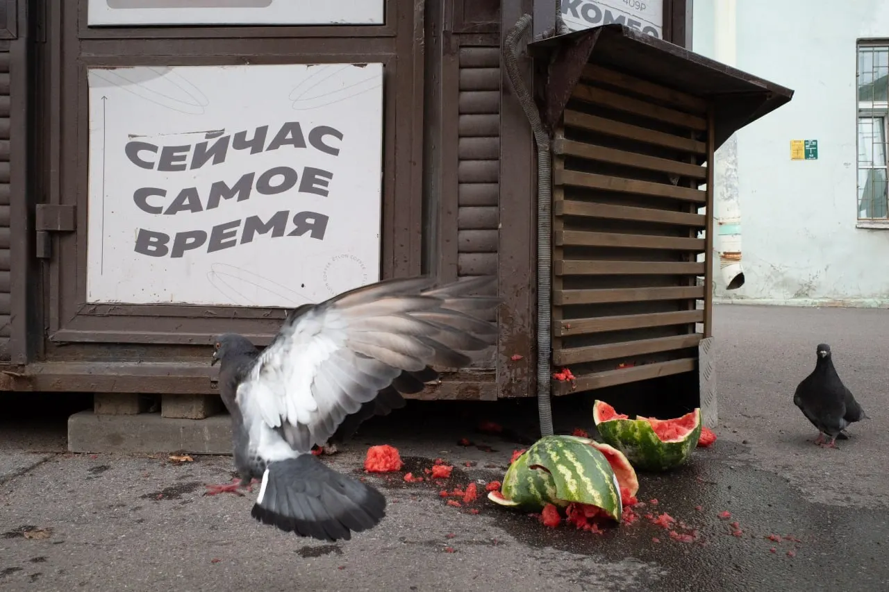 В Петербурге и Ленобласти заочно оштрафовали священника за участие в нежелательной организации; обсуждаются выборы и памятные мероприятия; в России и за рубежом — новости о бюллетенях, кибератаках и перестановках в Минобороны.