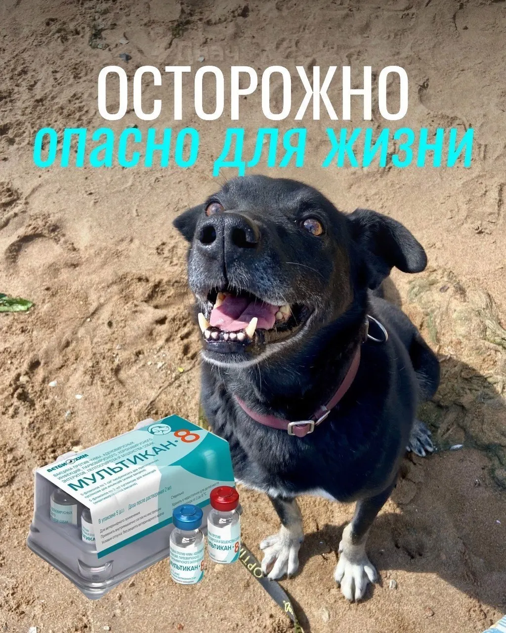 После прививок от бешенства у собак зафиксированы гибель и тяжелые осложнения; проводится проверка вакцины на предмет причинно-следственной связи.